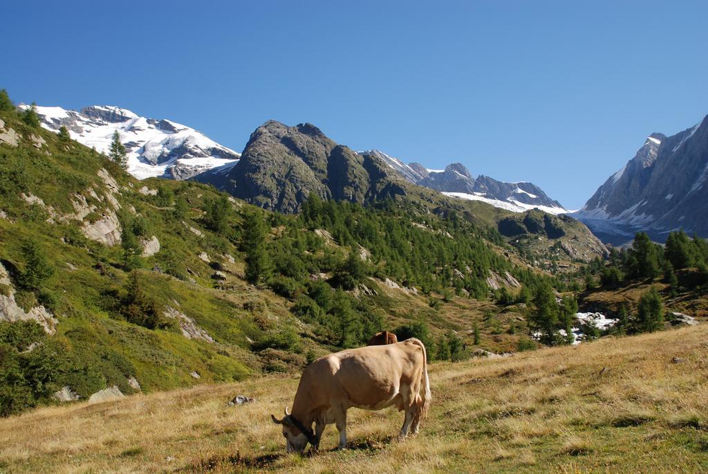 Alpenhotel Zur Wildi Lauchernalp Wiler المظهر الخارجي الصورة